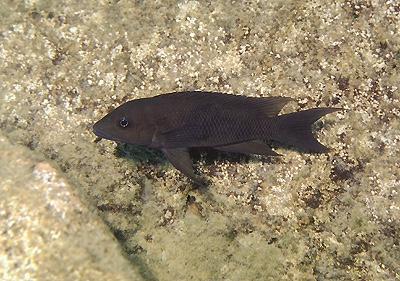 Neolamprologus christyi 'Ulwile Island'
